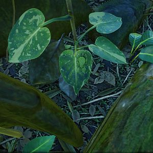 Can you find the walking leafs?