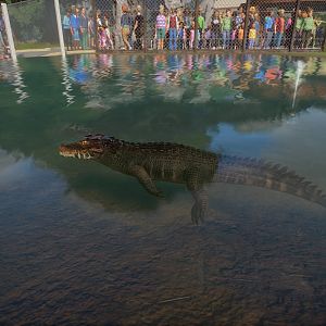 Cuviers Dwarf Caiman