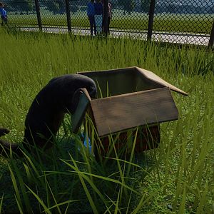 Whats in the box? Binturong edition