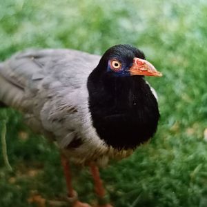 Renauld's ground cuckoo