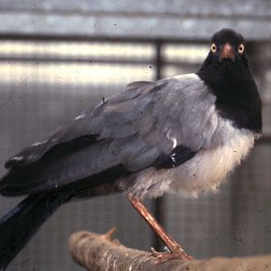 Renauld's ground cuckoo