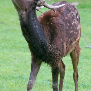 Prince Alfred's deer; Colchester; 15th July 2012