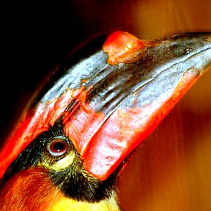 Rufous hornbill; Colchester; 15th July 2012