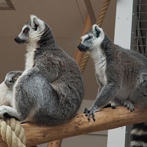 Ring-tailed lemurs (Lemur catta), 2020-09-12
