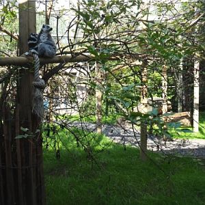 Brown and ring-tailed lemur exhibit, 2020-09-12