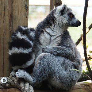 Ring-tailed lemur (Lemur catta), 2020-09-12