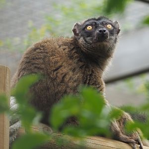 Common brown lemur (Eulemur fulvus), 2020-09-12