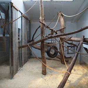 Indoor housing Barbary macaques, 2020-09-12