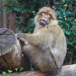 Barbary macaque (Macaca sylvanus), 2020-09-12