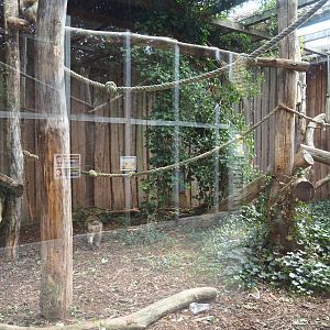 Barbary macaque exhibit, 2020-09-12