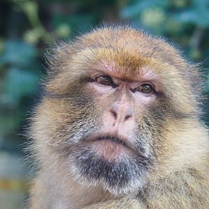Barbary macaque (Macaca sylvanus), 2020-09-12