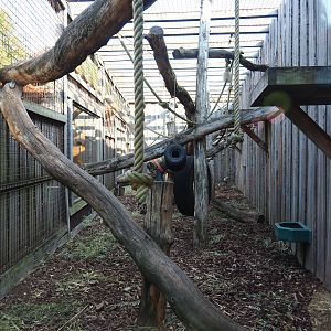 Lion-tailed macaque exhibit, 2020-09-12