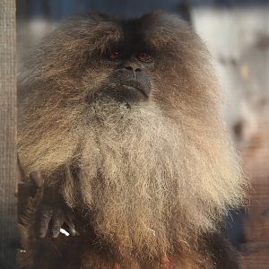 Lion-tailed macaque (Macaca silenus), 2020-09-12