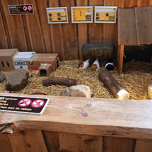Guinea pig pen in the central barn, 2020-09-12