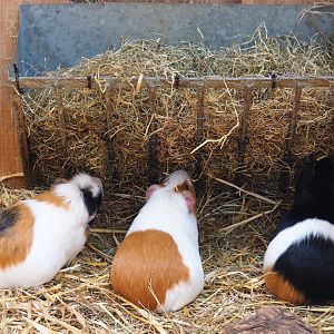 Domestic guinea pigs (Cavia porcellus) feeding from hay rack, 2020-09-12