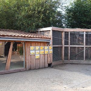 Mixed parakeet and small parrot aviary and barn, 2020-09-12