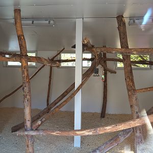 Indoor housing mixed parakeet and small parrot aviary, 2020-09-12