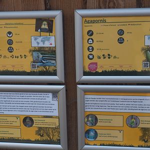 Signage example cockatiels and lovebirds,  with information signs and individual animal rescue stories signs, 2020-09-12