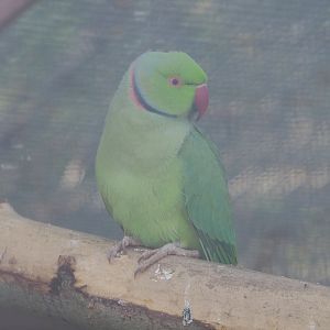 Indian ring-necked parakeet (Psittacula krameri), 2020-09-12