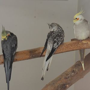 Cockatiels in three different colors (Nymphicus hollandicus), 2020-09-12