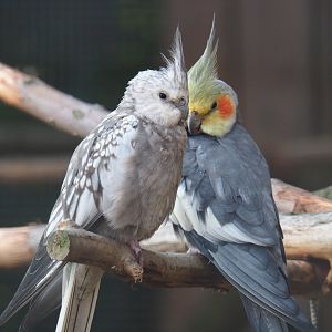 Cockatiels (Nymphicus hollandicus), 2020-09-12