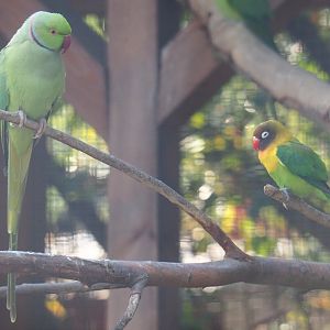 Indian ring-necked parakeet (Psittacula krameri) and Masked lovebird (Agapornis personatus), 2020-09-12
