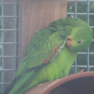 Female Red-winged parrot (Aprosmictus erythropterus), 2020-09-12