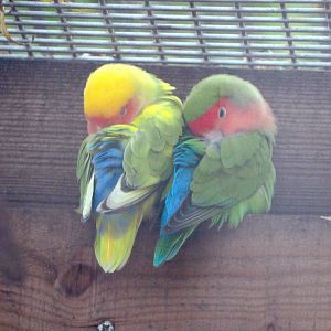 Peach-faced lovebird pair (Agapornis roseicollis), 2020-09-12