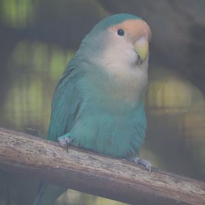 Dutch Blue mutation Peach-faced lovebird (Agapornis roseicollis), 2020-09-12