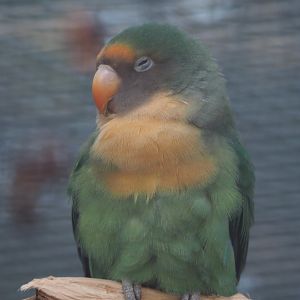 Hybrid lovebird, possibly Peach-faced X Masked (Agapornis roseicollis x A. personatus), 2020-09-12