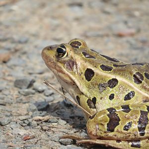 Northern leopard frog