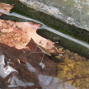 Common water strider
