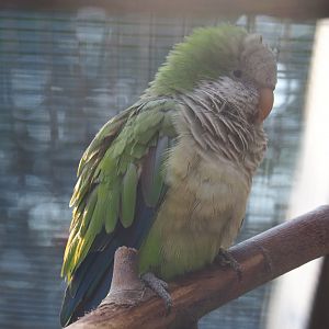 Monk parakeet or Quaker parrot (Myiopsitta monachus), 2020-09-12