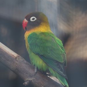 Masked lovebird or Yellow-collared lovebird (Agapornis personatus), 2020-09-12