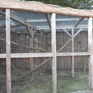 Mixed parakeet and small parrot aviary, 2020-09-12