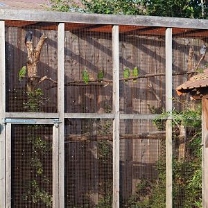 Part of the Amazon parrot, Congo African grey parrot and Galah aviary, 2020-09-12