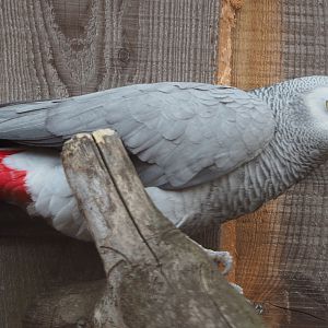 Congo African grey parrot (Psittacus erithacus erithacus), 2020-09-12