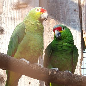 Red-lored amazons (Amazona autumnalis), 2020-09-12
