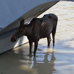 Moose at Kolmården