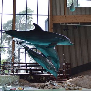 Bottlenose dolphins jumping at Kolmården