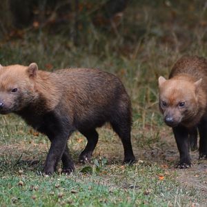 Bush dogs at Kolmården