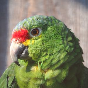 Red-lored amazon (Amazona autumnalis), 2020-09-12
