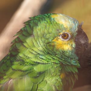 Turquoise-fronted amazon (Amazona aestiva), 2020-09-12