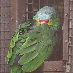 Red-lored amazon (Amazona autumnalis), 2020-09-12