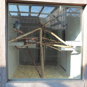 Indoor housing Amazon parrots, Congo African grey parrots and Galah, 2020-09-12