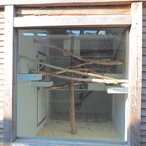 Indoor housing Blue-and-gold and Green-winged macaws, 2020-09-12