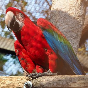 Green-winged macaw (Ara chloropterus), 2020-09-12