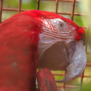 Green-winged macaw (Ara chloropterus), 2020-09-12