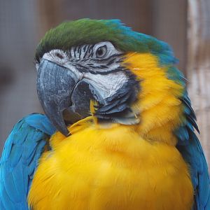 Blue-and-gold macaw (Ara ararauna), 2020-09-12