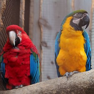 Green-winged macaw (Ara chloropterus) and Blue-and-gold macaw (A. ararauna), 2020-09-12